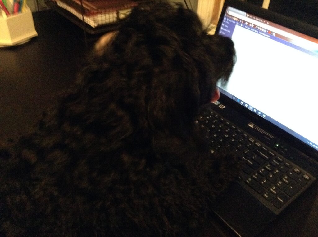 Dog Blogger